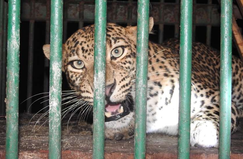 दहशत माजवणारा नरभक्षक बिबट्या अखेर जेरबंद ?